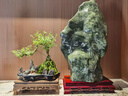 瀚林怡景（HANLINYIJING）六月雪盆景植物树桩悬崖造型假山老桩室内客厅办公室绿植桌面盆栽 山水石景（青釉）-六月雪-木座 实拍图