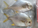 翔泰 冷冻海南二去金鲳鱼700g2条  生鲜鱼类 火锅食材 海鲜水产 晒单实拍图