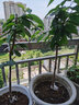 欧悟正宗烟台嫁接车厘子树苗大樱桃树苗南北方种植庭院阳台盆栽果树苗 耐寒福星6年苗 实拍图