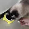 卉亦暮猫碗陶瓷猫食盆猫咪饭碗双碗斜口狗碗喝水碗保护颈椎防打翻 猫爪碗【单碗】 实拍图