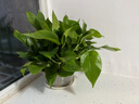 思兰绿萝盆栽大盆景室内新房吸除甲醛鲜活绿植物花卉长藤大叶绿箩批发 180大原盆托盘绿萝【4盆】10肥 实拍图