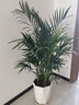 花友中梦富贵椰子植物盆栽客厅大型绿植室内落地办公室凤尾竹绿色植物 富贵椰子1.3-1.6米钻石树脂盆 晒单实拍图