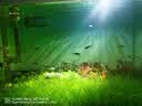 大匠神彩（MAGIC WORLD）鱼缸装饰水草泥免水洗鱼缸草缸土草缸造景底砂套餐基肥陶粒不浑 水草泥5斤装 实拍图