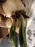 惜林园 正宗漳州水仙花 水培植物水养花卉 冬季室内盆栽球根 漳州水仙5个 实拍图