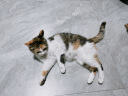 皇家（royalcanin）宠物猫粮 幼猫猫粮K36-适用于12月龄0.05kg 晒单实拍图