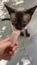 网易严选 海陆空盛宴猫条宠物零食猫湿粮成猫幼猫通用猫零食浓醇好肉营养 12g*6个 鸡肉+奶酪口味 48条装 实拍图
