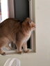 佰萃麦富迪同源猫湿粮 猫零食成猫幼猫罐头 营养慕斯罐头 牛肉口味(375g×12罐) 实拍图