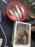 川品社 溪流线组套装 野钓鲫鱼/白条/石斑传统钓溪流三粒七星漂通线单钩小鱼线组 橄榄型三豆【秋田狐有刺】3.6米/2组装 0.8【鱼线号】 实拍图