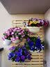 爱丽思（IRIS）壁挂花盆凸纹园艺可挂盆IRIS环保塑料花盆 250浅米色-2.5L 中等 实拍图