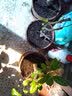 言清【买2棵送1棵】重瓣海棠花苗盆栽地栽盆景室内外花卉庭院阳台植物 红玉海棠 4年苗 实拍图
