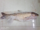 艾米娅[15组装]隐形主线组鱼线 绑好斑点成品线组方便钓鱼台钓鱼线套装 线号#4.00.1米 15组装4.5米（八字环款） 实拍图