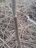 HUAHUIYOU梨树苗 秋月梨苗莱阳秋月蜜梨嫁接树苗盆栽南方北方种植 4年苗： 81cm(含)-110cm(含) 实拍图