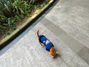 SLPC狗狗衣服小型犬泰迪衣服两脚卫衣猫咪服装比熊博美法斗宠物衣服 藏青色 XL（8.5-12斤左右） 实拍图
