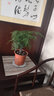 雅卉盆栽大文竹耐阴四季常青植物去客厅办公室内开业绿植大盆景 大文竹+复古财源广进花盆 实拍图