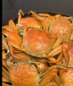 【活蟹】漁家师傅大闸蟹2-2.3两10只 去绳足重鲜活螃蟹六月黄现货生鲜水产实物礼盒 实拍图