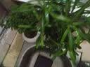 开时果 绿植盆栽桌面水培绿植 办公室植物懒人盆景水养植物源头直发包邮 罗汉松（绿叶盎然） 实拍图