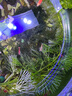 春瑞黑壳虾水族箱水草缸清洁除藻工具淡水观赏虾大和藻虾宠物活体饲料 4种虾各5只 实拍图