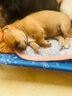 冠能普瑞纳狗粮专业配方活力营养全价犬粮 成犬粮15kg 实拍图