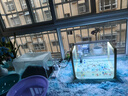 YEE鱼缸灯led灯水草灯防水水族箱节能防溅水支架灯水草灯专用观赏灯 四排【10瓦】灯长38cm（38-47cm鱼缸） 实拍图
