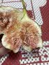 千果娘娘云南特产红皮无花果新鲜孕妇水果大果现摘即食煲汤火锅波姬红鲜果 红皮无花果5斤【单果40-80g】 实拍图