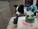 果思萌 宠物狗狗生日猫咪蛋糕手工自制泰迪金毛柯基宠物零食定制含头像 4寸牛肉（不含头像） 实拍图