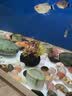 异景园鱼缸水族箱造景水榕沉木活体水草淡水无土植物后景真水草净水增氧 红绿波混合陀草 实拍图