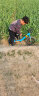 书比（SOOIBE）儿童宝宝平衡车2-7岁小童男孩女孩滑步车无脚踏自行车12寸a100 蓝色-可拆卸脚踏 实拍图