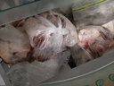 仲亨记生鲜羊肉宁夏滩羊肉羊腿小腿后腿羊腿肉新鲜现宰烧烤火锅羊肉礼盒 6斤原切精修滩羊后腿 实拍图
