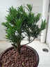 倾颜罗汉松树苗小叶雀舌室内庭院别墅老桩盆栽地栽四季常青造型树盆景 盆景苗原盆原土30厘米高左右 实拍图
