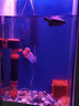 NY水族鱼缸三合一过滤器内置水妖精鱼粪便收集器分离器循环泵反气举鱼马桶 N612-多功能过滤桶-连接电源 15-35W 静音潜水泵 实拍图
