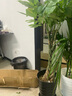 胡丽大型绿植客厅大盆栽室内客厅绿植盆栽办公室盆栽开业乔迁送礼绿植 辫子发财树1.2-1.4米 含盆 实拍图