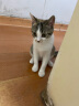 皇家猫粮 幼猫猫粮 幼猫专用 K36 通用粮 4-12月 0.4KG 实拍图