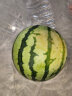 京鲜生 国产麒麟西瓜 1粒装 单果约3.5kg 生鲜水果 实拍图