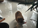 憨憨乐园宠物狗狗玩具毛绒发声麻布耐咬幼犬磨牙洁齿互动发泄解闷玩具Y 实拍图