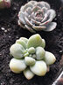 疏影暗香 多肉植物套装多款入门肉肉盆栽多肉组合区办公室室内萌肉植物 随机多肉10颗 碗莲花盆 营养土 实拍图