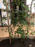 锦枫（jinfeng）月季花苗  藤本月季花苗 欧月藤大花浓香爬藤植物绿植盆栽花卉 夏洛特 4年苗 实拍图
