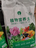 京农研农科院蔬菜种子大叶香菜四季小葱鸡毛菜红苋菜芝麻菜空心菜种籽孑 京全球结球生菜 1克 实拍图