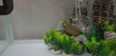 森森（SUNSUN）鱼缸热弯超白玻璃生态办公桌水草缸 长38cm热弯超白缸+灯+过滤器+水溶/溪流石景 实拍图
