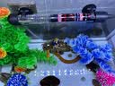 长锐侧滤鱼缸桌面办公室免换水生态水草超白水族箱 K500加热版【长51 宽22 高33】 实拍图