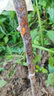 尔澜1.5cm嫁接黑霸王李子树苗大果树苗露天水果苗木李子苗源头直发 实拍图