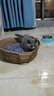 憨憨乐园  藤编猫窝半封闭式狗窝可拆洗四季通用中小型犬宠物狗狗垫子用品 S号【适合7斤内的宠物】 实拍图