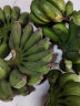 思卓（SIZHUO）广西 香蕉  新鲜应季水果 香甜大香蕉banana 高山芭蕉单果50g以上 小米蕉9斤装 晒单实拍图