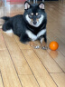宜特（EETOYS）狗玩具耐咬橡胶球小中型训犬趣味训练球磨牙玩具可水洗 小号无声圆球（橘色） 晒单实拍图