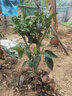 子豪缘正宗沙田柚苗 嫁接柚子果苗 容县沙田柚子苗 蜜柚子果树苗 10年大苗 40cm(含)-160cm(含) 实拍图