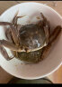 陆龙海诺醉蟹1.68Kg 约10只 更好口感 即食酱螃蟹醉河蟹 海鲜水产速配 晒单实拍图