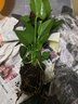 若绿绿萝水培植物室内阳台桌面蓄水盆盆栽水培居家免打理源头直发包邮 红掌 白色蓄水盆 实拍图