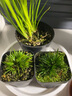 正宗日本菖蒲贵船苔黄金极姬金钱黄金极姬室内好养易活微型盆景 贵船苔小苗+黄金极姬小苗 带培育盆发货，送土送肥 实拍图