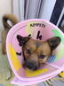 KimPets宠物伊丽莎白圈猫咪防舔头套狗狗防抓挠防咬项圈脖圈绝育驱虫用品 【防水防挣脱】幸运多巴胺 L(颈围31-37cm 适合13-26斤宠物) 实拍图