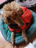 SLPC狗狗衣服冬天保暖中小型犬加厚四脚狗棉衣泰迪柯基小狗幼犬冲锋衣 橙 3XL（适合约21-25斤） 实拍图