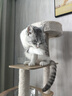 CHONLDERL猫爬架猫窝猫树一体大型太空舱猫架子四季通用剑麻猫咪玩具用品 【144CM 8层太空舱】猫乐园ML-2 实拍图